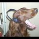 Funny Dogs Howling To Music Compilation || NEW