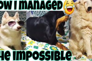 Funny Dogs and puppies in Funny animal videos 2020 #funnydogs #funnyanimals #2020
