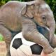 Funny Elephants - Cute Baby Elephant Videos - Cuddling Lap Elephants - Elephant Baby Video