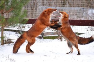 Funny Games to Play With Foxes in the Snow