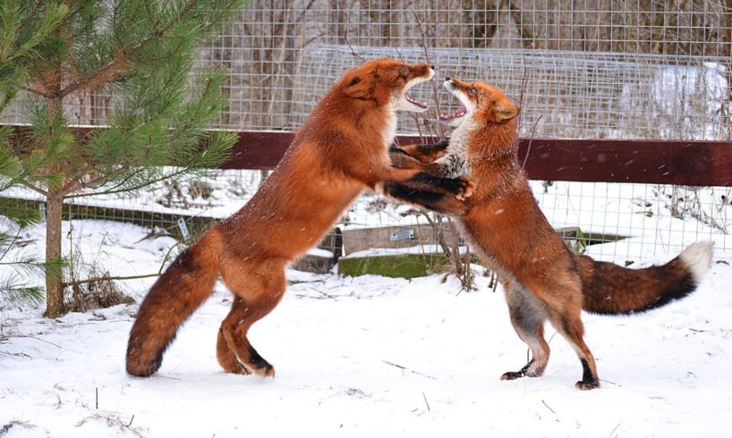 Funny Games to Play With Foxes in the Snow