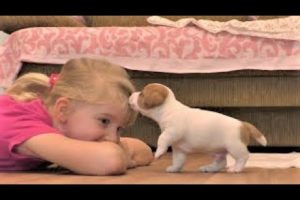 Funny Jack Russell Terrier puppies 4 weeks. Cute puppies / funny puppies.