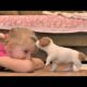 Funny Jack Russell Terrier puppies 4 weeks. Cute puppies / funny puppies.