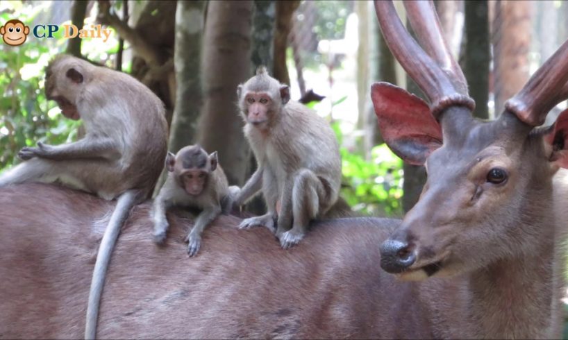 Funny Monkeys Driving Deer's Back - How Animals Make Friends - Monkeys Playing On The Deers' Back