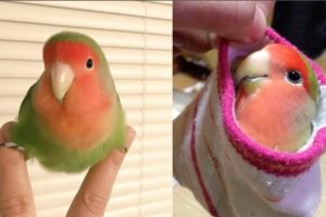 Funny Parrots Videos Compilation cute moment of the animals - Cutest Parrots #3