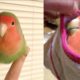 Funny Parrots Videos Compilation cute moment of the animals - Cutest Parrots #3