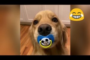 Funny Puppies And Cute Puppy Videos (Best of 2020)