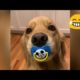 Funny Puppies And Cute Puppy Videos (Best of 2020)