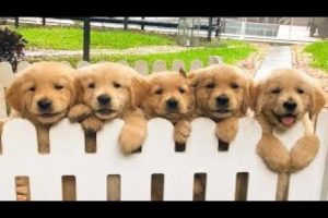 ?Funny & Cute Golden Retriever Puppies Compilation?| Funny Puppy Videos (2020) | PetsVerse #6