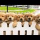 ?Funny & Cute Golden Retriever Puppies Compilation?| Funny Puppy Videos (2020) | PetsVerse #6