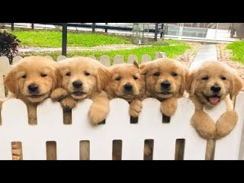 ?Funny & Cute Golden Retriever Puppies Compilation?| Funny Puppy Videos (2020) | PetsVerse #6