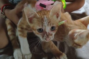 Funny animals | Twin cat playing with my baby