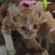 Funny animals | Twin cat playing with my baby