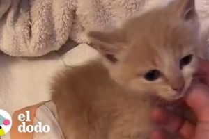 Gatito adorable necesita todo el amor del mundo | El Dodo