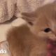 Gatito adorable necesita todo el amor del mundo | El Dodo