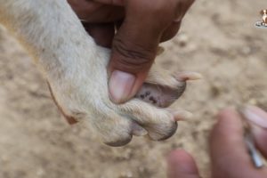 Getting Treatment Rescued Video Removing Tick From Paw