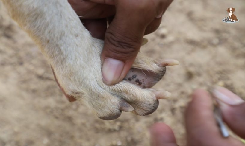 Getting Treatment Rescued Video Removing Tick From Paw