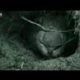 Going underground with a wombat - extreme animals - BBC wildlife