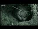 Going underground with a wombat - extreme animals - BBC wildlife