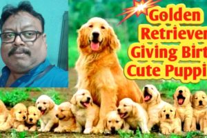 Golden Retriever Delivering Puppies - Amazing Birth Video | Giving Birth Cute Puppies