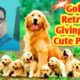 Golden Retriever Delivering Puppies - Amazing Birth Video | Giving Birth Cute Puppies