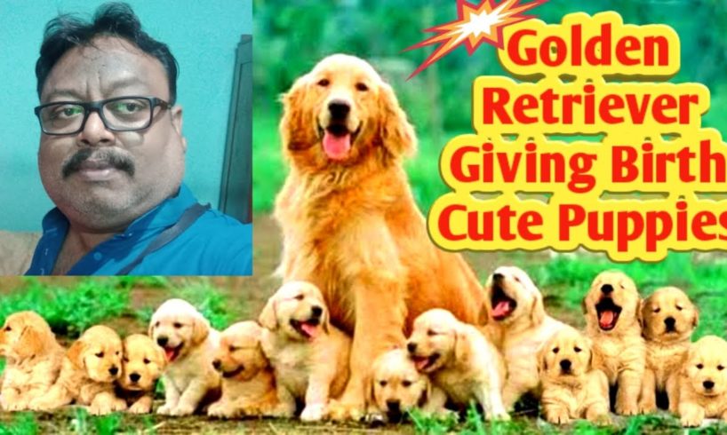 Golden Retriever Delivering Puppies - Amazing Birth Video | Giving Birth Cute Puppies