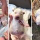 Good Samaritan Rescues Puppies Found In Carrier Bag