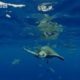 Great white shark territory - migration of ocean animals - seals, fish and turtles - BBC
