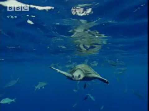 Great white shark territory - migration of ocean animals - seals, fish and turtles - BBC