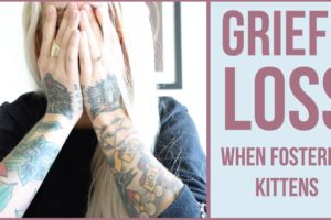 Grieving the Loss of a Foster Kitten (6 Tips)