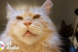 Hacer algo con gatos al rededor es imposible | El Dodo