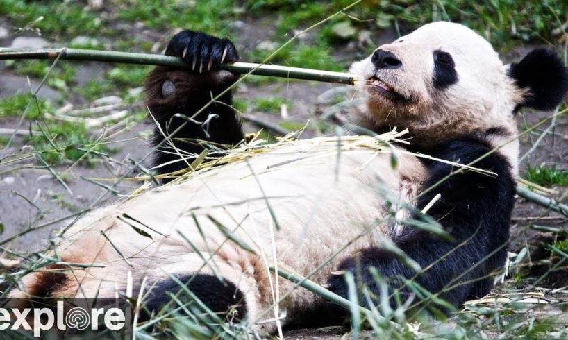 Happiness Village Pandas powered by EXPLORE.org