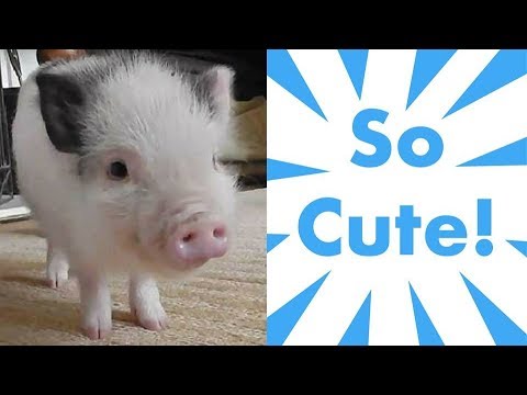 Happy Animals!