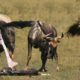 Help Mother Wildebeest Giving Birth In The Wild   Animals Fight Powerful Lion vs Wildebeest