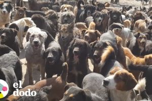 Hombre adopta a 750 perros sin pensarlo | El Dodo