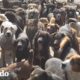 Hombre adopta a 750 perros sin pensarlo | El Dodo