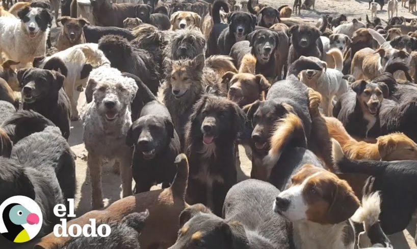 Hombre adopta a 750 perros sin pensarlo | El Dodo