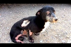 Homeless Sick Dog Rescued. Amazing Transformation!