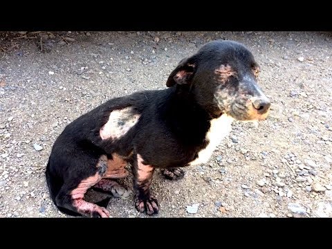 Homeless Sick Dog Rescued. Amazing Transformation!