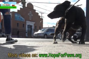 Homeless dog eating from a pile of trash finally gets rescued by Hope For Paws.
