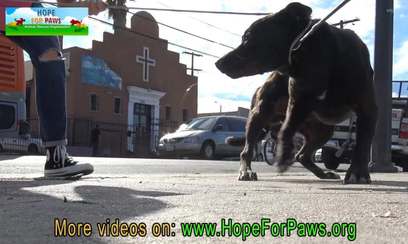 Homeless dog eating from a pile of trash finally gets rescued by Hope For Paws.