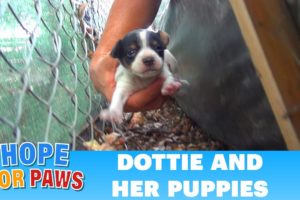 Hope For Paws: Homeless mom gives birth to three puppies on a college campus. Please share.