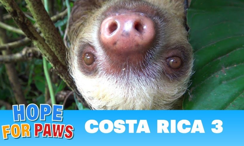 Hope For Paws in Costa Rica - rescues and super special animals! Please share.