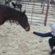 Horse Finally Finds A Home After Waiting For Over 5 Years | The Dodo