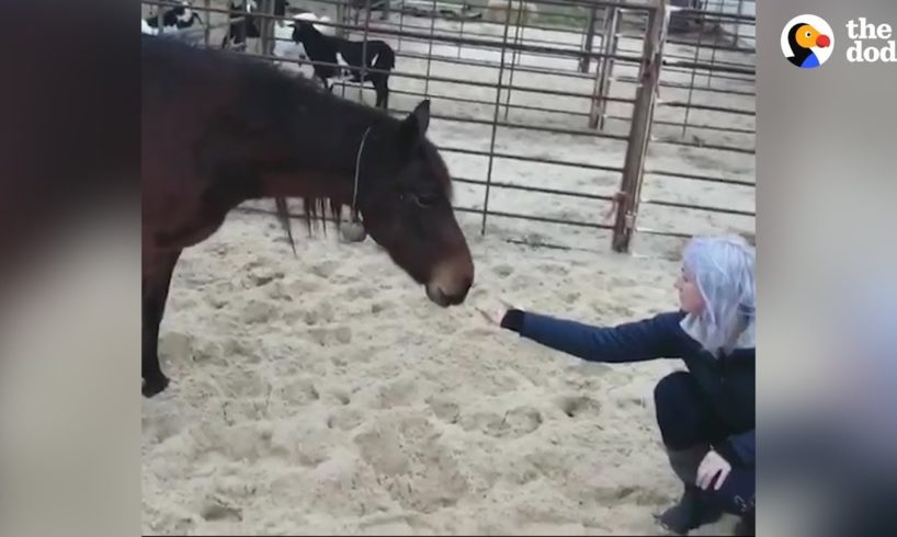 Horse Finally Finds A Home After Waiting For Over 5 Years | The Dodo