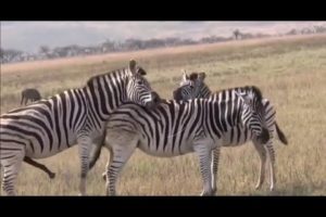 Horse Mating compilation 2020 - Zebra breeding - Animals mating