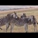 Horse Mating compilation 2020 - Zebra breeding - Animals mating