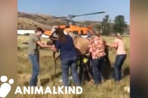 Horse dangles from helicopter during daring rescue | Animalkind