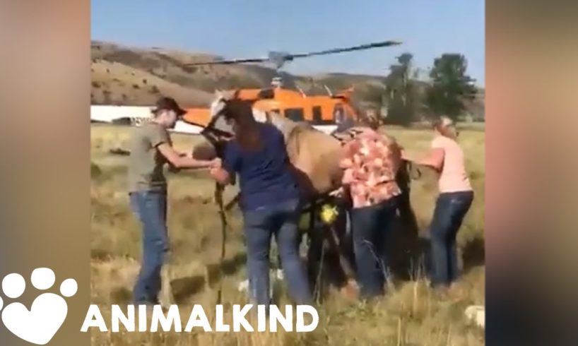 Horse dangles from helicopter during daring rescue | Animalkind