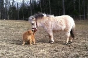 Horses Playing With Other Animals